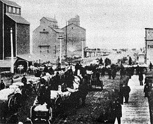 Wagons loaded with bags of grain, awaiting delivery to elevators in Brandon, circa 1888