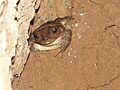 Western Giant Toad4 .cu (3)