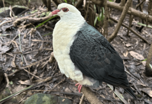 White-Headed Pigeon at Taronga Zoo