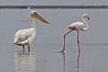 White Pelican and Greater Flamingo (Walvis Bay)