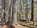 White Pine Trees in Cathedral Pines Preserve, Cornwall, CT - April 2022
