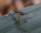 Xanthocryptus novozealandicus in Titirangi Auckland