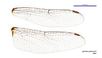 Zyxomma petiolatum male wings (35023077096)