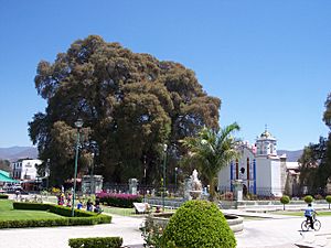 Árbol-del-Tule-Oaxaca-Mexico