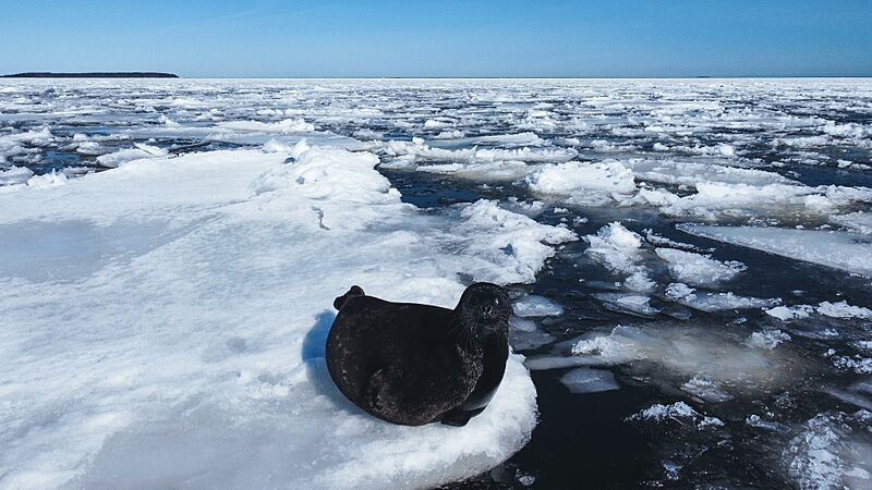 Ладожская нерпа