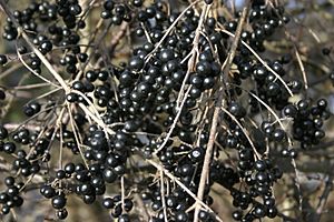 - Ligustrum vulgare - Berries -
