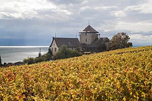 A Day in the Wine Country