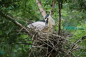 A Night Heron building a nest