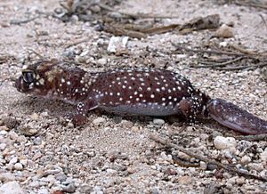 Abrolhos West Wallabi Island Barking Gecko DSCN7885