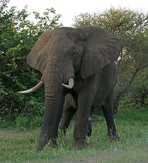 African Elephant (Loxodonta africana) male (17289351322).jpg