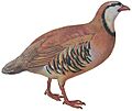 Alectoris chukar hm white background