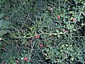 Alyxia buxifolia