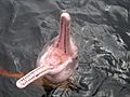 Amazon river dolphin with mouth open