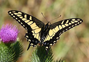 Anise swallowtail.jpg