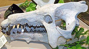 Archaeotherium sp. fossil giant pig skull (White River Group, Oligocene, ~32 Ma; South Dakota, USA) 1 (32221054146)