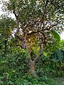Artocarpus heterophyllus Bangladesh