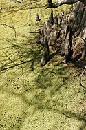 Bald cypress knees in duckweed