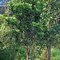 Barringtonia acutangula (Freshwater Mangrove) in Hyderabad W IMG 8323