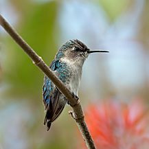 Bee hummingbird (Mellisuga helenae) immature male