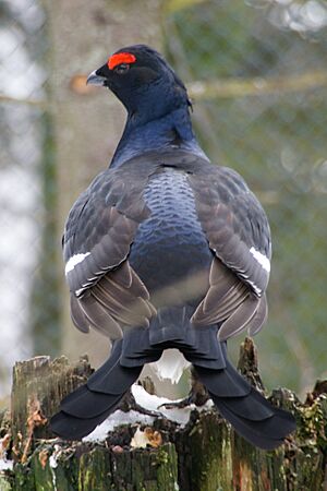 Black Grouse Nationalpark Bayerischer Wald.jpg