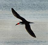 Black Skimmer at Fort Desoto - Flickr - Andrea Westmoreland