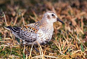 Calidris ptilocnemis1.jpg