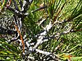 Calothamnus montanus (fruits)