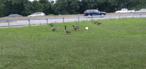 Canada Geese and 1 Pekin feeding at Willson's Woods Park.png