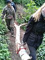 Carrying a birch log in Gunnersbury Triangle