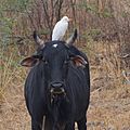 Cattle egret on cattle