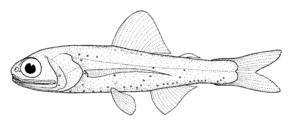 Ceratoscopelus warmingii (Warming's lantern fish).gif