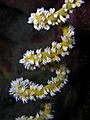 Cirripathes sp (Spiral Wire Coral)