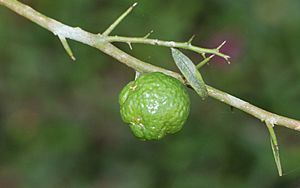 Citrus australis round fruit.jpg