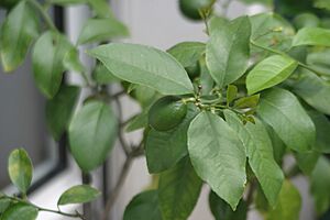 Citrus lemon not ripe