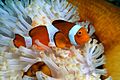Clownfish-Houston-Zoo
