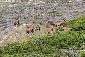 Common elands at Cape of Good Hope 01