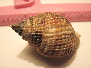 Common nutmeg 12