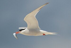 Common tern with fish
