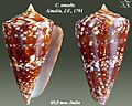 Conus amadis 2