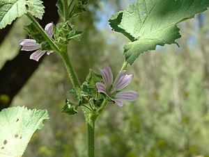 Cornish mallow Facts for Kids