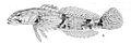Cottus bairdii