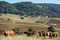 Cows and Hunter Valley Vineyard (9679974515)