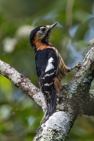 Crimson-breasted Woodpecker cropped.jpg