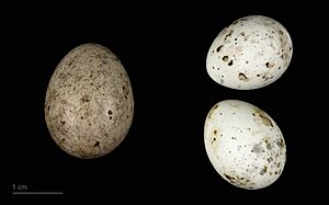 Cuculus canorus bangsi MHNT.ZOO.2010.11.150.32