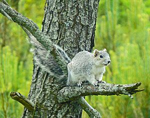 Delmarva fox squirrel (7013873661)