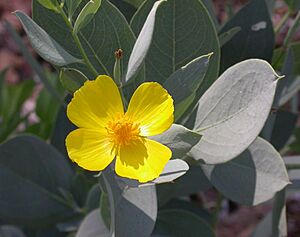 Dendromecon harfordii flower and leaves 2003-07-09