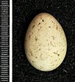 Dicrurus hottentottus MWNH 1287