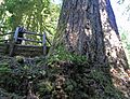 Doerner Fir (14540554539)