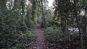 Dulwich Upper Wood 3