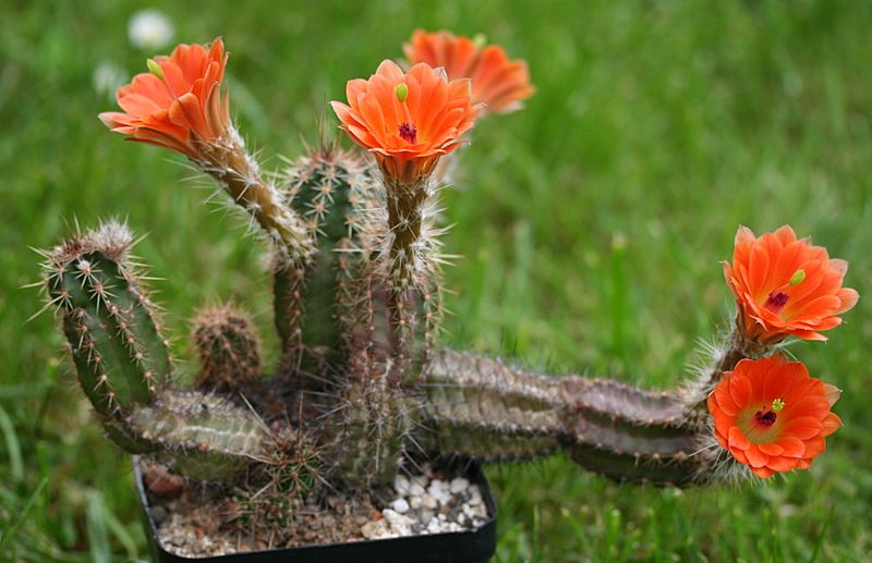 Echinocereus scheeri var obscuriensis 02